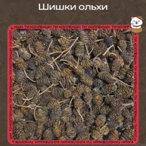 купить шишки ольхи
